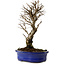Ulmus parvifolia Nire, 24 cm, ± 8 Jahre alt