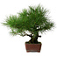 Pinus thunbergii, 41 cm, ca. 25 Jahre alt, mit einem Wurzelhals von 16 cm