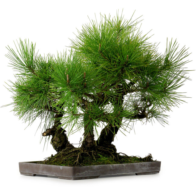 Pinus thunbergii, 36 cm, ± 25 years old, with a nebari of 8 cm