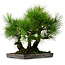 Pinus thunbergii, 36 cm, ca. 25 Jahre alt, mit einem Wurzelhals von 8 cm
