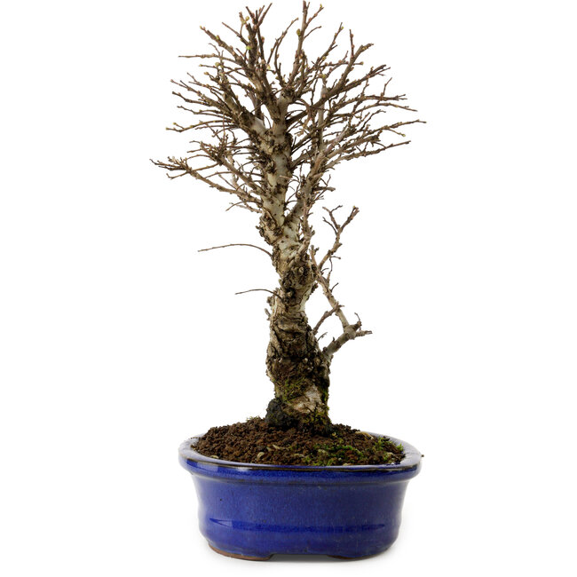 Ulmus parvifolia Nire, 24 cm, ± 8 ans