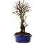 Ulmus parvifolia Nire, 24 cm, ± 8 Jahre alt