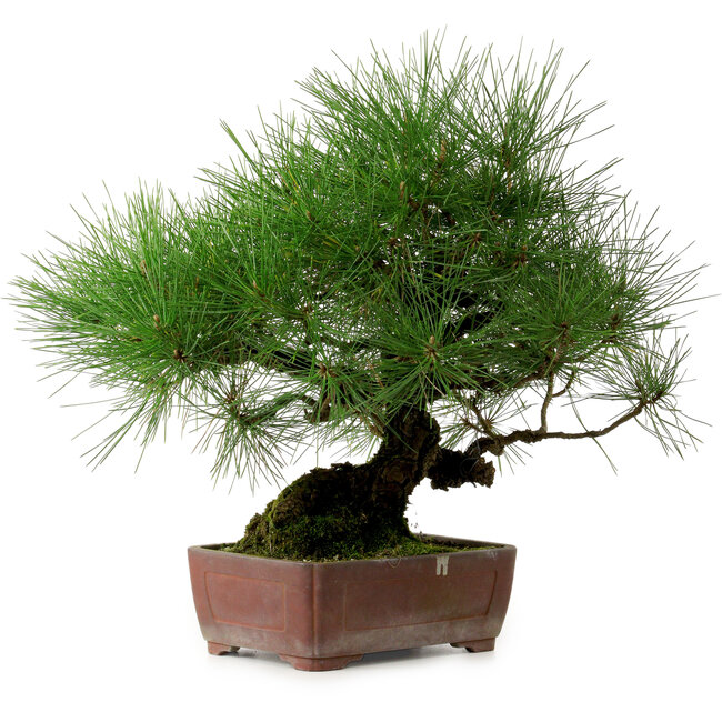 Pinus thunbergii, 41 cm, ca. 25 Jahre alt, mit einem Wurzelhals von 16 cm