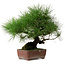 Pinus thunbergii, 41 cm, ± 25 años, con un nebari de 16 cm.