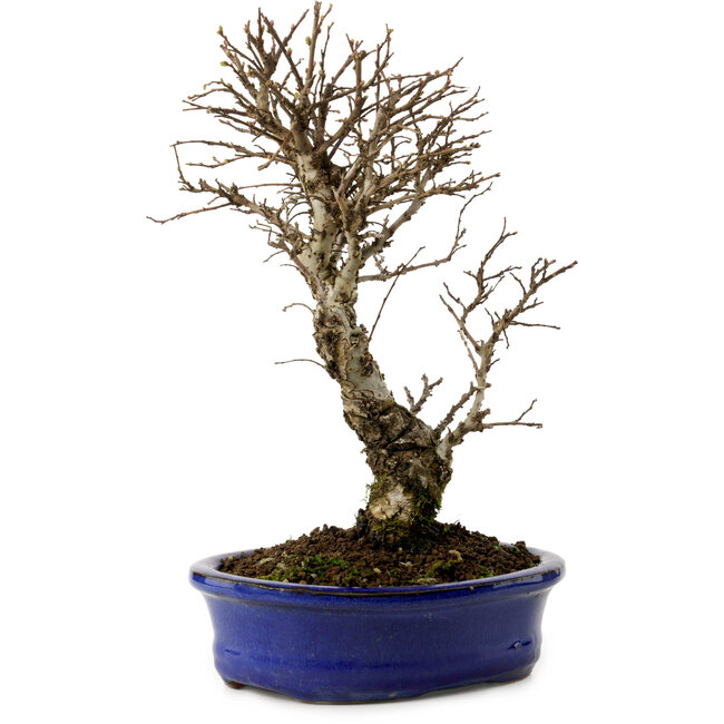 Ulmus parvifolia Nire, 24 cm, ± 8 años