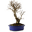 Ulmus parvifolia Nire, 24 cm, ± 8 Jahre alt