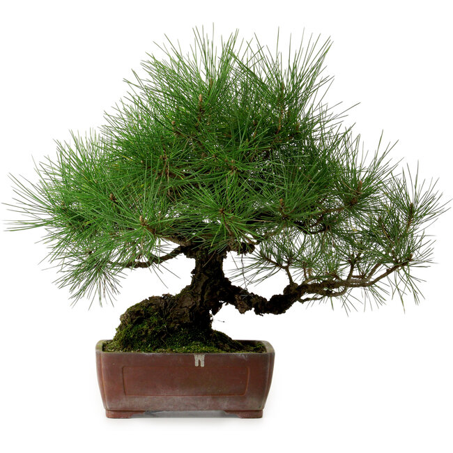 Pinus thunbergii, 41 cm, ± 25 años, con un nebari de 16 cm.