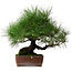 Pinus thunbergii, 41 cm, ± 25 anni, con nebari di 16 cm