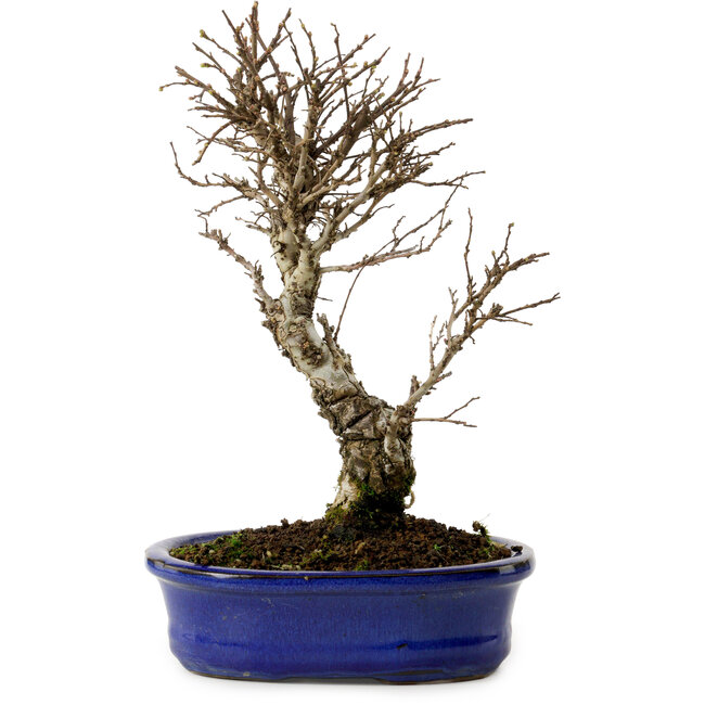 Ulmus parvifolia Nire, 24 cm, ± 8 jaar oud