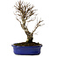 Ulmus parvifolia Nire, 24 cm, ± 8 años
