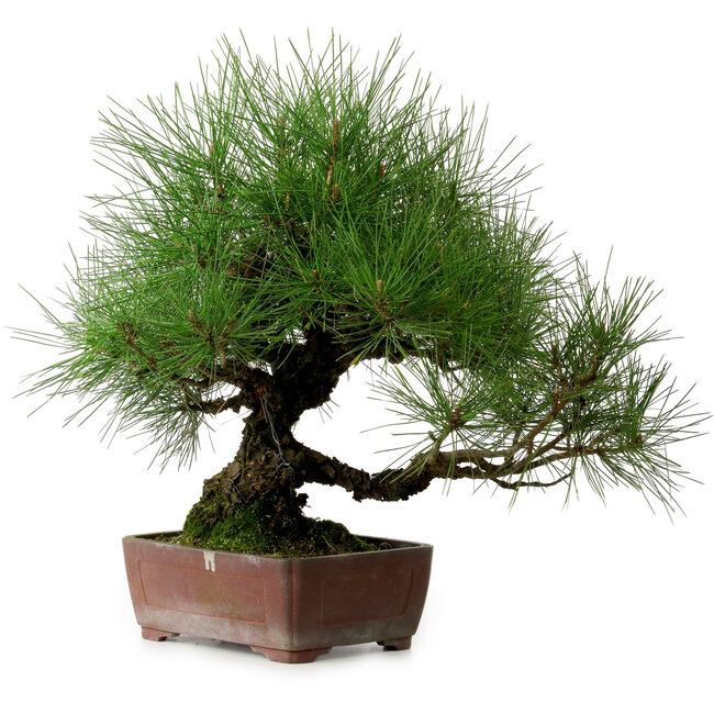 Pinus thunbergii, 41 cm, ± 25 ans, avec un nebari de 16 cm