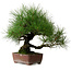 Pinus thunbergii, 41 cm, ± 25 años, con un nebari de 16 cm.