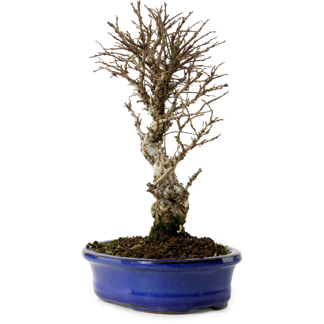 Ulmus parvifolia Nire, 24 cm, ± 8 Jahre alt