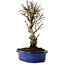 Ulmus parvifolia Nire, 24 cm, ± 8 Jahre alt