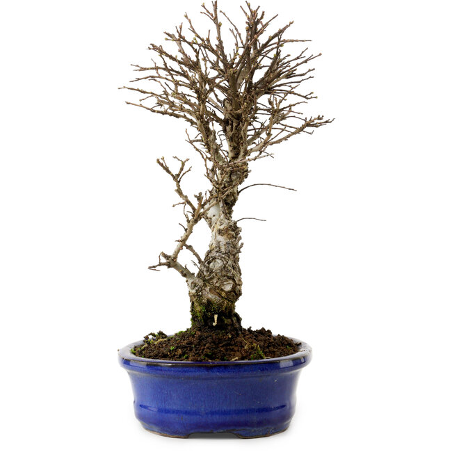 Ulmus parvifolia Nire, 24 cm, ± 8 años