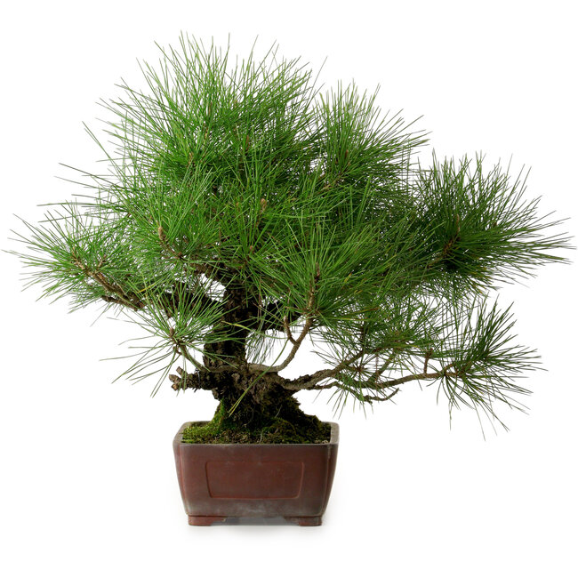Pinus thunbergii, 41 cm, ± 25 ans, avec un nebari de 16 cm