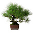 Pinus thunbergii, 41 cm, ca. 25 Jahre alt, mit einem Wurzelhals von 16 cm