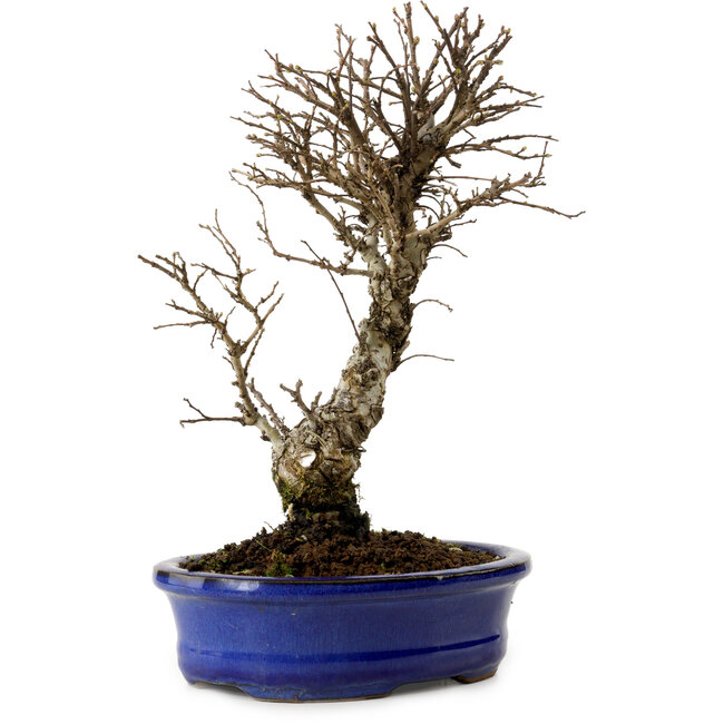Ulmus parvifolia Nire, 24 cm, ± 8 años