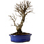 Ulmus parvifolia Nire, 24 cm, ± 8 años