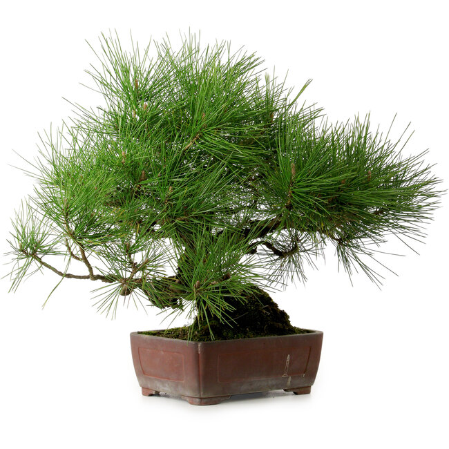Pinus thunbergii, 41 cm, ca. 25 Jahre alt, mit einem Wurzelhals von 16 cm
