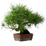 Pinus thunbergii, 41 cm, ± 25 anni, con nebari di 16 cm