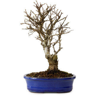 Ulmus parvifolia Nire, 24 cm, ± 8 Jahre alt
