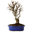 Ulmus parvifolia Nire, 24 cm, ± 8 Jahre alt