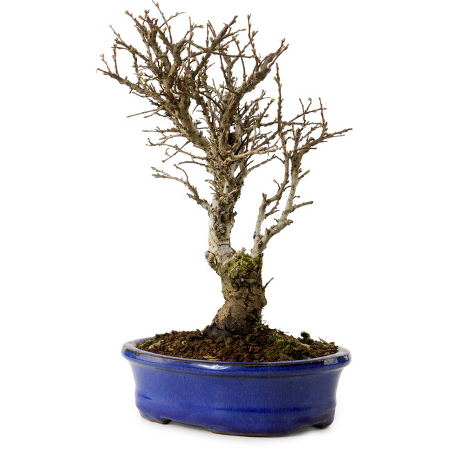 Ulmus parvifolia Nire, 24 cm, ± 8 years old