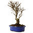 Ulmus parvifolia Nire, 24 cm, ± 8 años