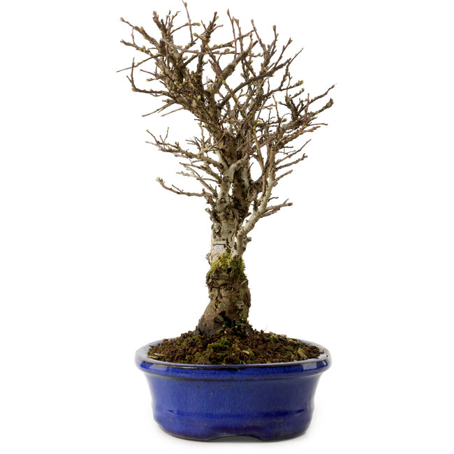 Ulmus parvifolia Nire, 24 cm, ± 8 años