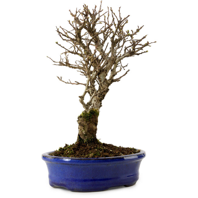Ulmus parvifolia Nire, 24 cm, ± 8 años
