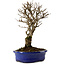 Ulmus parvifolia Nire, 24 cm, ± 8 years old