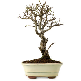 Ulmus parvifolia Nire, 24 cm, ± 8 ans