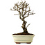 Ulmus parvifolia Nire, 24 cm, ± 8 Jahre alt