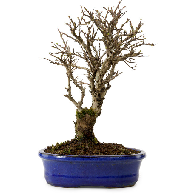 Ulmus parvifolia Nire, 24 cm, ± 8 years old