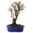 Ulmus parvifolia Nire, 24 cm, ± 8 Jahre alt