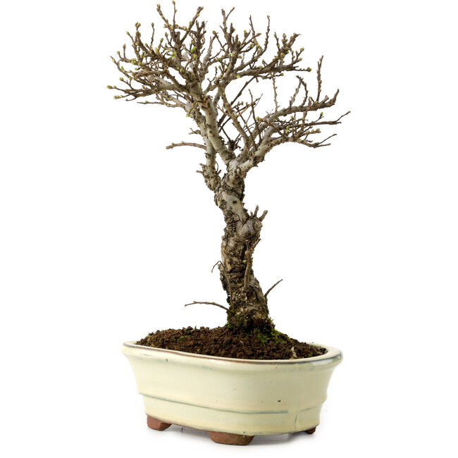 Ulmus parvifolia Nire, 24 cm, ± 8 Jahre alt
