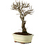 Ulmus parvifolia Nire, 24 cm, ± 8 anni