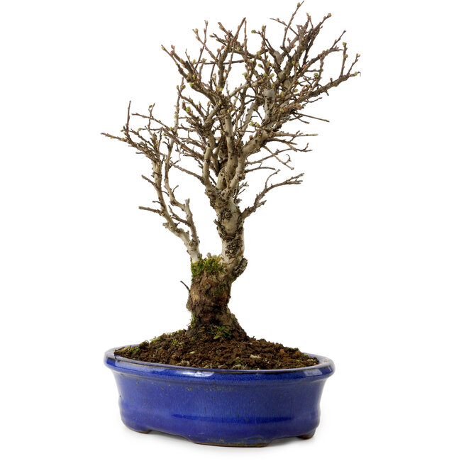 Ulmus parvifolia Nire, 24 cm, ± 8 years old