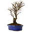 Ulmus parvifolia Nire, 24 cm, ± 8 years old