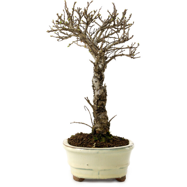 Ulmus parvifolia Nire, 24 cm, ± 8 years old