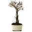 Ulmus parvifolia Nire, 24 cm, ± 8 years old