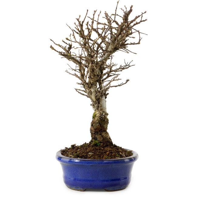 Ulmus parvifolia Nire, 24 cm, ± 8 Jahre alt