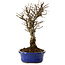 Ulmus parvifolia Nire, 24 cm, ± 8 Jahre alt