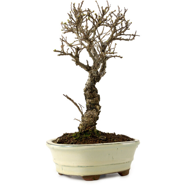 Ulmus parvifolia Nire, 24 cm, ± 8 ans