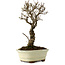 Ulmus parvifolia Nire, 24 cm, ± 8 Jahre alt