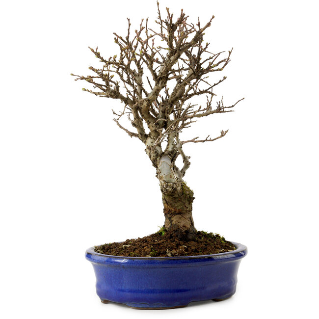 Ulmus parvifolia Nire, 24 cm, ± 8 Jahre alt