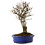Ulmus parvifolia Nire, 24 cm, ± 8 ans