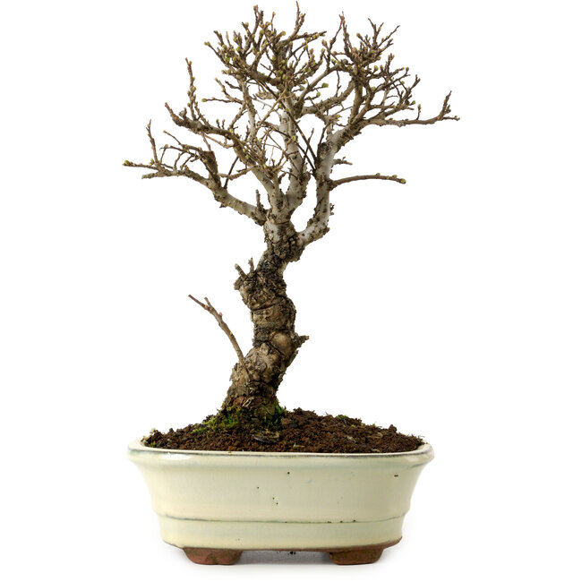 Ulmus parvifolia Nire, 24 cm, ± 8 años