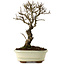Ulmus parvifolia Nire, 24 cm, ± 8 anni